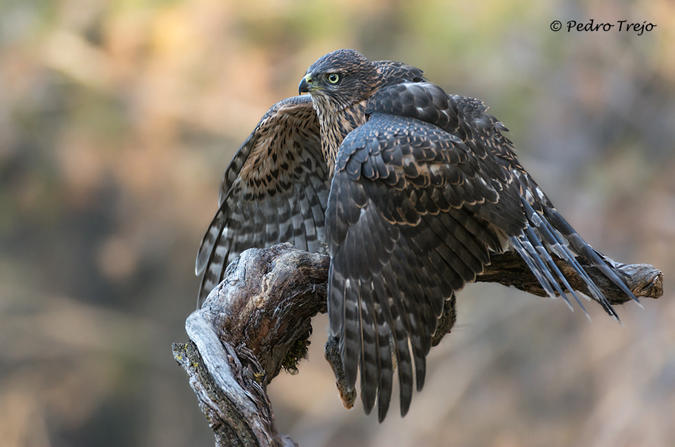 Azor (Accipiter gentilis)